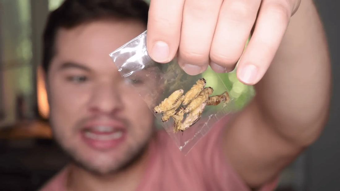 Eating Flavored Crickets (I Almost Couldn't Do It) - Nick DiRamio